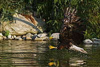 www.naturalmenteclick.com, foto, natura, oasi, animali, uccelli, fotografia, obbiettivi, scatto