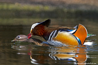 www.naturalmenteclick.com, foto, natura, oasi, animali, uccelli, fotografia, obbiettivi, scatto