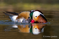 www.naturalmenteclick.com, foto, natura, oasi, animali, uccelli, fotografia, obbiettivi, scatto