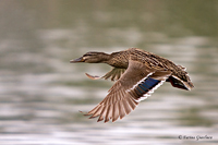 www.naturalmenteclick.com, foto, natura, oasi, animali, uccelli, fotografia, obbiettivi, scatto