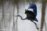 www.naturalmenteclick.com, foto, natura, oasi, animali, uccelli, fotografia, obbiettivi, scatto