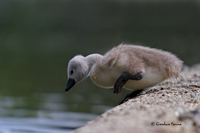 www.naturalmenteclick.com, foto, natura, oasi, animali, uccelli, fotografia, obbiettivi, scatto