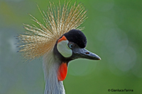 www.naturalmenteclick.com, foto, natura, oasi, animali, uccelli, fotografia, obbiettivi, scatto