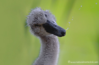 www.naturalmenteclick.com, foto, natura, oasi, animali, uccelli, fotografia, obbiettivi, scatto