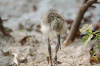 www.naturalmenteclick.com, foto, natura, oasi, animali, uccelli, fotografia, obbiettivi, scatto