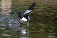 www.naturalmenteclick.com, foto, natura, oasi, animali, uccelli, fotografia, obbiettivi, scatto