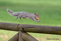 www.naturalmenteclick.com, foto, natura, oasi, animali, uccelli, fotografia, obbiettivi, scatto